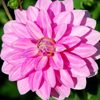 pink flower - Freedom to Love - The Love Foundation - Unconditional Love