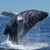 whale jumping for joy - Experiencing Love - The Love Foundation