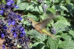 humming bird vail, colorado